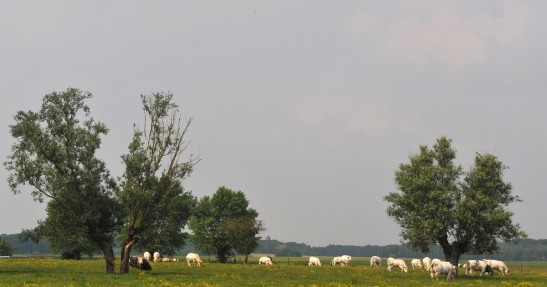 Rajd Ypres
